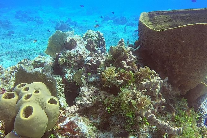 1 Tank Guided Shore Dive Including Equipment - When the Water Turns Choppy, Plans Can Still Work