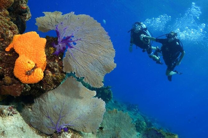 1 Tank Guided Shore Dive Including Equipment - Guides Who Take Time to Point Out the Details