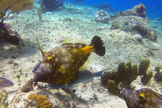 1 Tank Guided Shore Dive Including Equipment - Who This Shore Scuba Session Fits Best