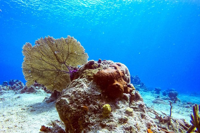 1 Tank Guided Shore Dive Including Equipment - Value Check: Is $70 for a One-Tank Guided Shore Session Worth It?
