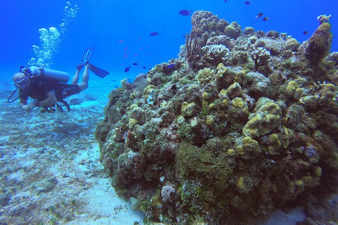 1 Tank Guided Shore Dive Including Equipment - Meeting at the Cozumel Shop, Then Straight Into the Water