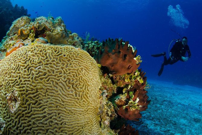 2 dives in Cozumel (for certified divers only) - What happens during the approx 4 hours (and how the two tanks are managed)