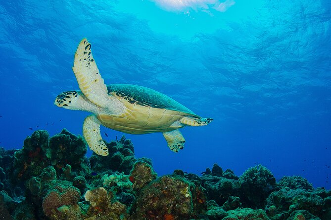 2 dives in Cozumel (for certified divers only) - Underwater focus: coral, colorful fish, and reef ecology commentary