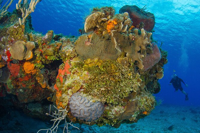 2 dives in Cozumel (for certified divers only) - Price and value: $110 plus gear rental and marine park fees