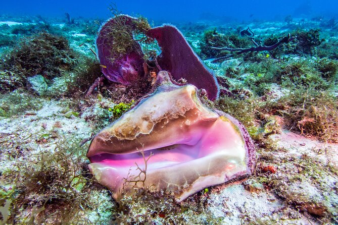 2 dives in Cozumel (for certified divers only) - What the guides do well (and the names worth remembering)