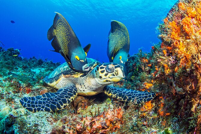 2 dives in Cozumel (for certified divers only) - The meeting point, boat ride, and why transportation matters for cruise days
