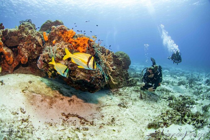2 Tank Cozumel Reef Boat Dives - Key Things to Know Before You Go