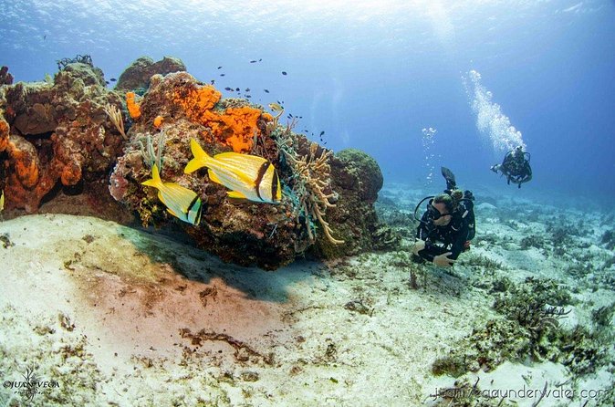 2 Tank Cozumel Reef Boat Dives - The Second Reef Site: How the Day Stays Interesting