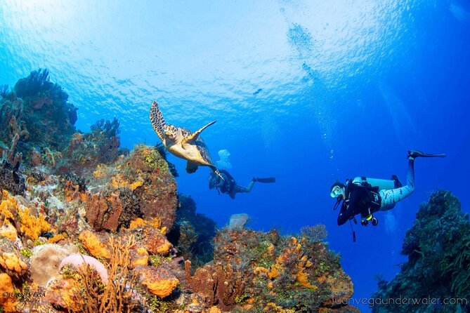2 Tank Cozumel Reef Boat Dives - Guides Like Lara, Ken, Gildas, and Sathya: Calm Coaching That Works