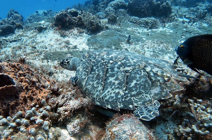 2 Tank Cozumel Reef Boat Dives - Afternoon and Twilight Options: Pick Your Mood, Not Just Your Calendar