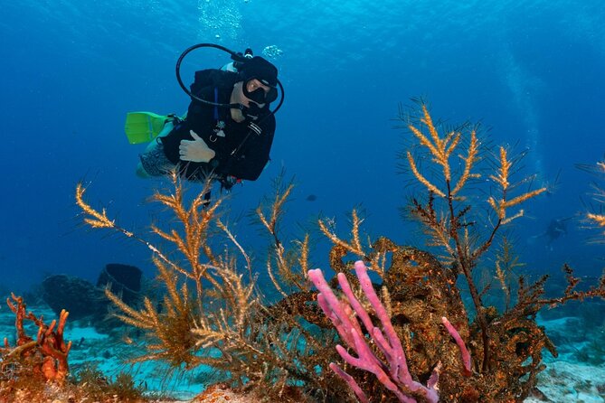 2 Tank Morning Dive: Scuba Diving in Cozumel - Tank Session Two: More Current, Walls, and Wildlife Moments