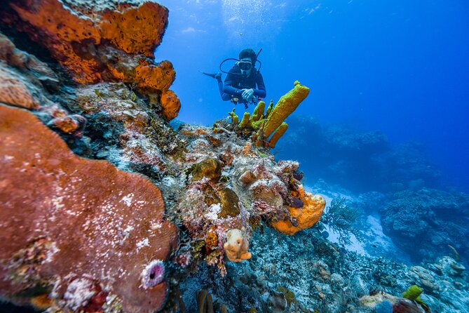 2 Tanks dives for Certified Divers in Cozumel - Palancar Reef first: what you’re likely to see underwater