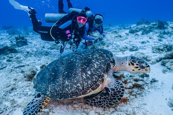 2 Tanks dives for Certified Divers in Cozumel - The boat coaching that makes certified divers feel confident