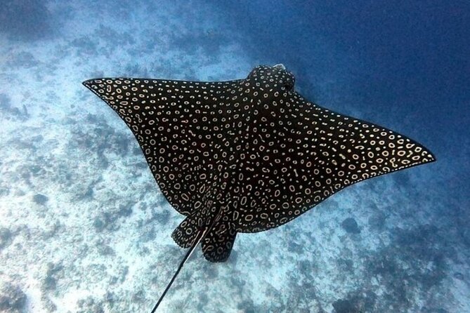 2 tanks for certified divers - Two Tanks, One Day: What You Really Get in Cozumel National Park