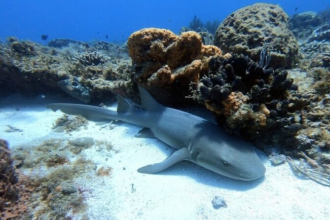 2 tanks for certified divers - Reef Session 1: Fauna You’ll Notice Fast