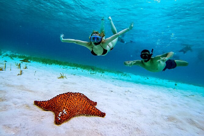 4 Hour Cozumel Reefs Snorkeling - Key highlights