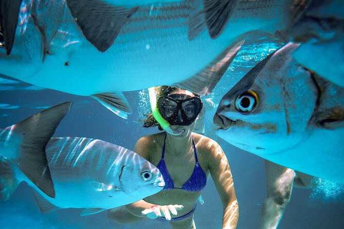 4 Hour Cozumel Reefs Snorkeling - Palancar and Colombia reefs: the main event in a short window