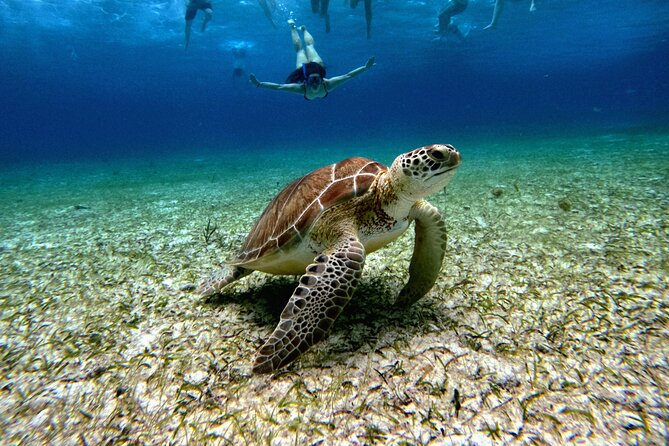 4 Hour Cozumel Turtle Sanctuary Experience on a Luxury Catamarán - Luxury catamaran style, reef time, and why the crew matters