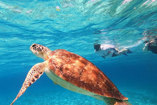 4 Hour Cozumel Turtle Sanctuary Experience on a Luxury Catamarán - Should you book this Cozumel turtle sanctuary catamaran tour?
