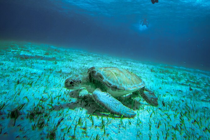 4 Hour Snorkeling Tour in Cozumel - Why This 4-Hour Cozumel Snorkeling Loop Works