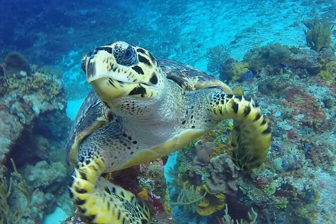 4 Hour Snorkeling Tour in Cozumel - Stop 1: Playa El Cielo and the Green Sea Turtle Moment