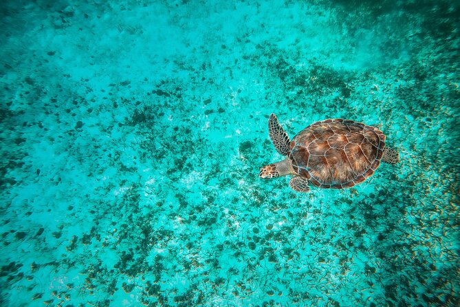 4 Hour Snorkeling Tour in Cozumel - What I’d Expect to See Underwater (Beyond the Headline Stops)