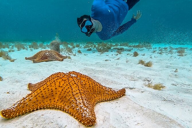 4 Hour Snorkeling Tour in Cozumel - Getting to Playa El Cielo Without Getting Stuck at the Port