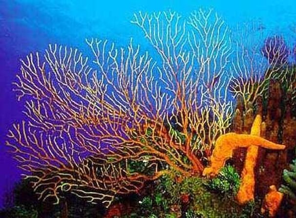 4 hours of shared snorkeling to El Cielo - Palancar Reef: Where the Big Stuff Usually Shows Up