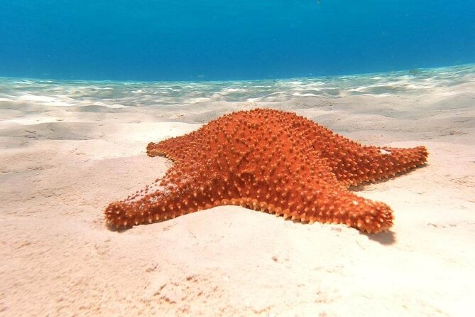 4 hours of shared snorkeling to El Cielo - Price and Value at $53.77, Plus the $1 Marina Fee