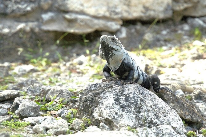 Amazing Jeep Tour Visit Punta Sur Park and San Gervasio Ruins - How the Jeep Route Works on Cozumel’s Southern Side