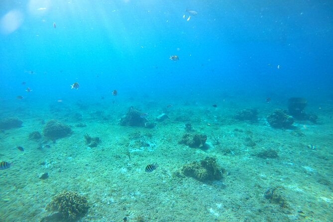 Bavarian Fiesta Snorkel Activity in Glass Bottom Boat at San Miguel de Cozumel - Getting There: Fishing Reservation Central and the Cruise-Port Reality