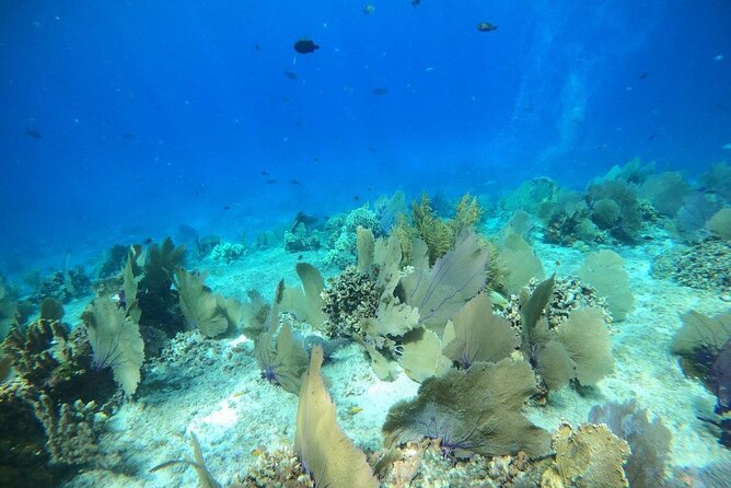 Bavarian Fiesta Snorkel Activity in Glass Bottom Boat at San Miguel de Cozumel - Glass-Bottom Boat: Fun to Ride, Don’t Overpromise the View