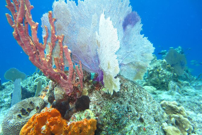 Bicycle Adventure With Snorkel and Lunch - Who This Tour Is Best For (And Who Should Skip It)