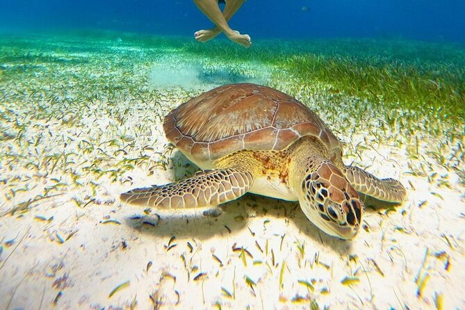 Catamaran Sky Tour in Cozumel - Key highlights you should care about
