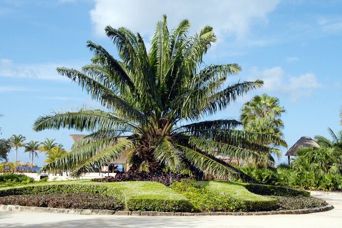 Chankanaab Park and Island Tour by Buggy with Mexican Lunch - El Mirador: the east side viewpoint you will remember