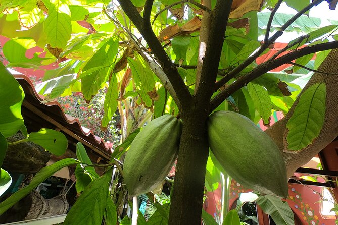 Chocolate Tasting & mayan Presentation - Taco lunch: where the day becomes real food