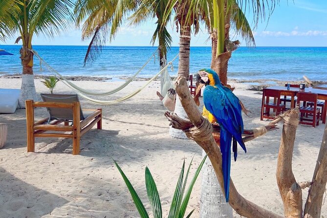 Clear Boat and Island Tour by Buggy with Mayan Experience - Playa Publica San Martin: Beach Lunch and a Local-Footprint Break