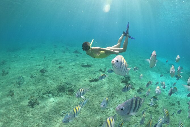 Clear Boat & Snorkel Cozumel Tour with Drinks - Price and value: $37 plus the MX$100 dock tax