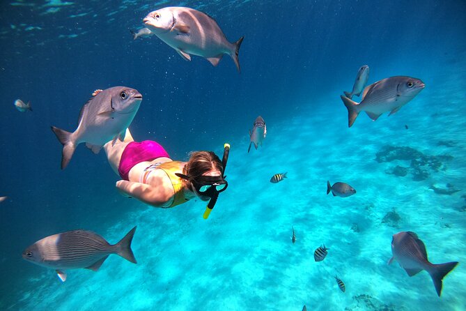 Colombia, Palancar & Cielo Cozumel Snorkel Tour - Colombia Reef and Palancar Reef: where the fish and rays show up