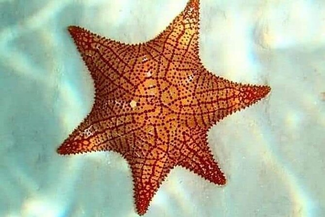 Colombia, Palancar & Cielo Cozumel Snorkel Tour - Turtle Sanctuary plus the sandbar finish: the fun part