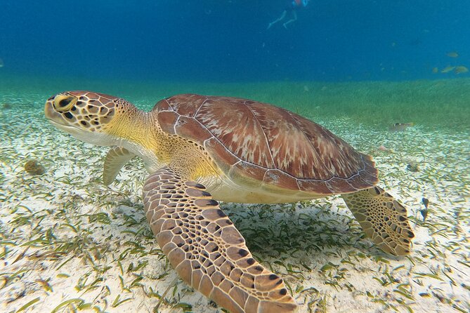 Colombia, Palancar & Cielo Cozumel Snorkel Tour - Snacks, drinks, and the reef-safe sun advice that actually helps