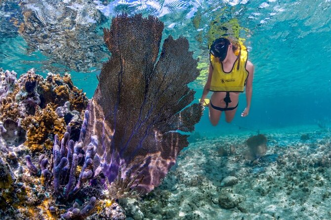 Cozumel 3 Reefs Snorkel - Key highlights before you go
