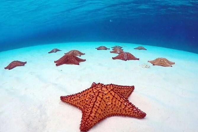 Cozumel 4 Hour Boat Sky Tour - Stop 2: Palancar Reef, deeper water, more marine life