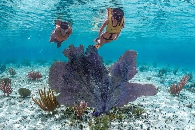 Cozumel Buggy Scape : Reef Snorkeling & Beach Club Fun - Value check: what $55 buys you (and why it is not just the snorkeling)