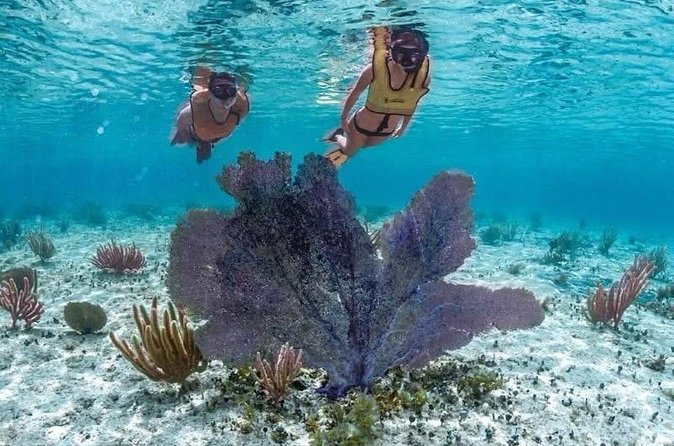 Cozumel Buggy Scape : Reef Snorkeling & Beach Club Fun - Who should book this tour, and who might prefer another style