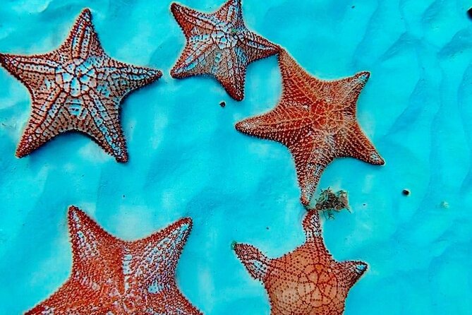 Cozumel Catamaran Fun: Snorkeling, Open Bar & Water Park - El Cielo Sandbar: Shallow-Water Time and the Starfish Factor