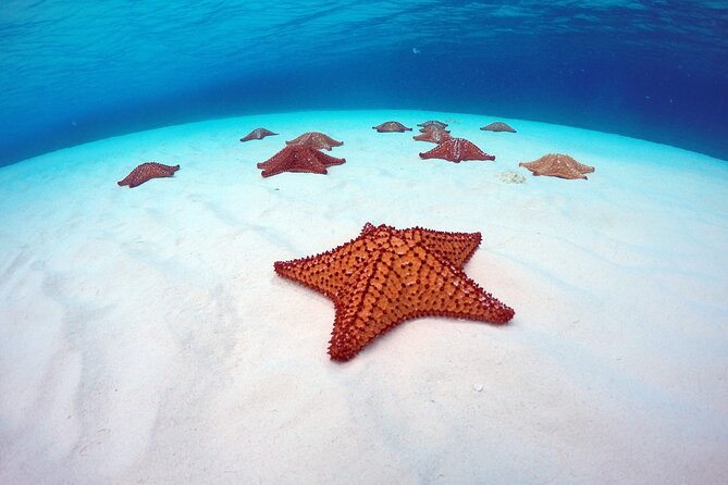 Cozumel Catamaran Snorkel Tour: El Cielo & Palancar with lunch - Palancar Reef drift snorkeling in 45 focused minutes