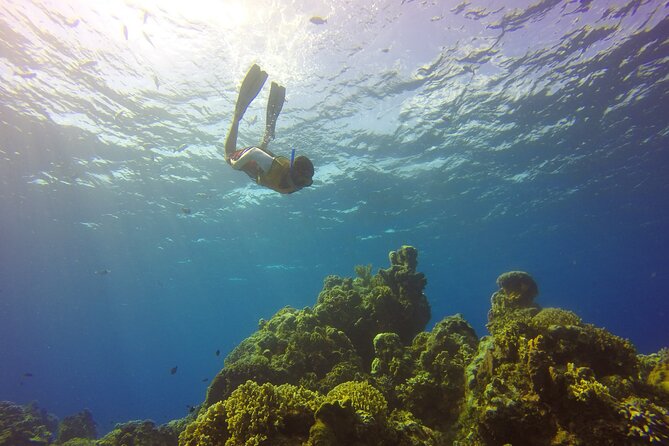 Cozumel Catamaran Snorkel Tour: El Cielo & Palancar with lunch - El Cielo Bay: starfish spotting with time to actually enjoy it