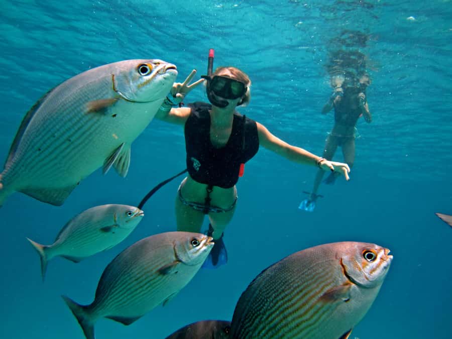 Cozumel: Chankanaab Park Admission+ Sea Lion show + Snorkel - Chankanaab Reef Time Plus Sea Lion Show, All in One 3-Hour Window