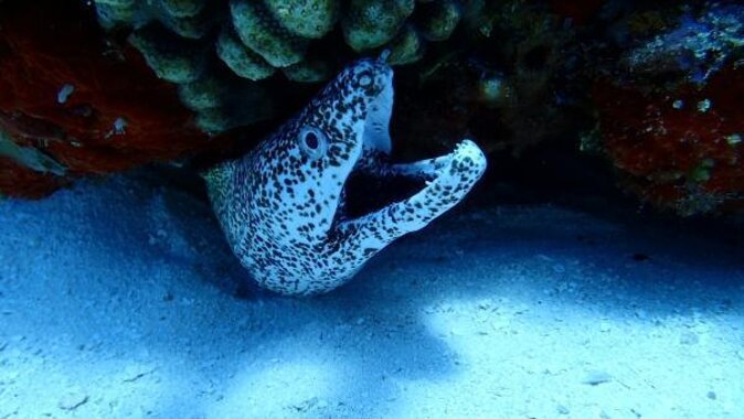 Cozumel Coral Reef Snorkeling by Glass Bottom Boat with Guide - Key Highlights You’ll Feel Immediately